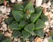 Haworthia chromutica, JDV 90-1, SE of Heidelberg