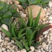 Haworthia kondoi, JDV91-3, S of Swellendam