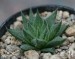 Haworthia pubescens, Sandberg