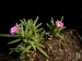 Delosperma sawdahensis