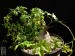 Kedrostis africana