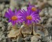 Conophytum bolusiae, Augrabies