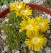 Delosperma congestum