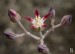 Graptopetalum filiferum - květ