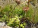 Semp. montanum ssp. carpathicum, SK, Rovienky, Nízké Tatry 