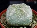 Pseudolithos harardheranus 1