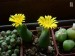 Conophytum bilobum, Eenriet, PV1040