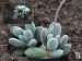 Crassula namaquenis, Tweerivier