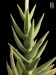 Crassula perfoliata v.perfoliata