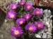 Delosperma sutherlandii