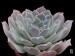 Echeveria simulans