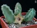 Huernia thuretii, IB8631, NE of Wooldridge