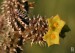 Echidnopsis chrysantha, Somalia