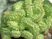 Euphorbia enopla cristata