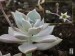 Graptopetalum paraguayense