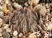 Haworthia cummingii Trefu, DMC11214, SES of Committees Drift