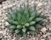 Haworthia maraisii, MBB 6971, Jakkalskop