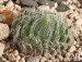 Haworthia odetteae DMC11147, De Rust, 10 km E of Jansenville