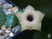 Huernia brevirostris, TK 338