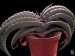 Aloe suprafoliata