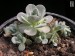 Orostachys malacophylla v. iwarenge