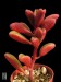 Peperomia graveolens