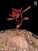 Phyllanthus mirabilis RM