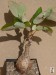Phyllanthus mirabilis VH