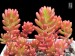 Sedum rubrotinctum