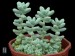 Sedum treleasei