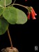 Sinningia lineata