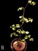 Dioscorea elephantipes