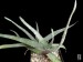 Aloe capitata var. capitata, Mt. Ibity, Madagascar