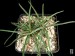 Aloe droseroides