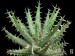 Aloe erinacea, Witputz, Namibia