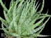 Aloe humilis, Deugas, RSA