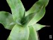 Aloe imalotensis, Mt. Isalo, Madagascar