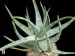 Aloe krapholiana, southwestern Bushmanland, RSA