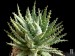 Aloe longistyla, Grootfontein, Willowmore, RSA