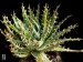 Aloe longistyla, Calitzdorp, RSA