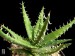 Aloe melanacantha, Namaqualand, Kosies, RSA