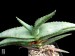 Aloe pavelkae, Songberg, Lorelei, Namibie 2