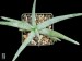 Aloe pictifolia, Humansdorph, RSA