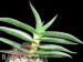 Aloe pavelkae, Songberg, Lorelei, Namibie 1