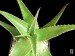 Aloe secundiflora, Negele, Ethiopie