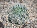 Haworthia arachnoidea v. scabrispina, Koup Station