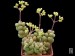 Crassula elegans, Konkyp