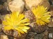 Lithops bromfieldii