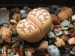 Lithops dorotheae