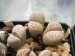 Lithops marmorata var. elisae